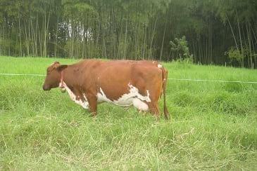 vaca media gyr por holtein  7500 litros lactancia