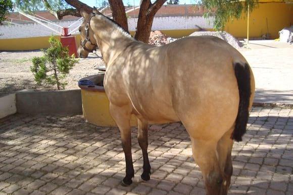 Ganaderia