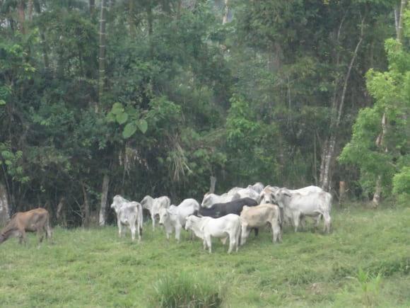 brahman gris