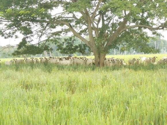 ASESORIA DE MANEJO Y PRODUCCION DE CARNES DE BOBINO