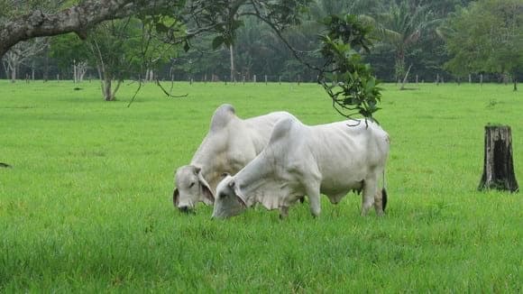 BIENESTAR ANIMAL