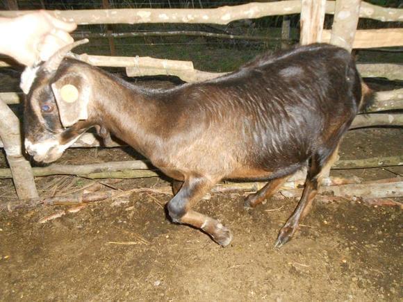 MEZTIZA DE ALPINA