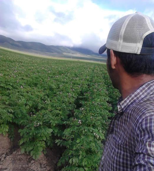 Cultivo de papa
