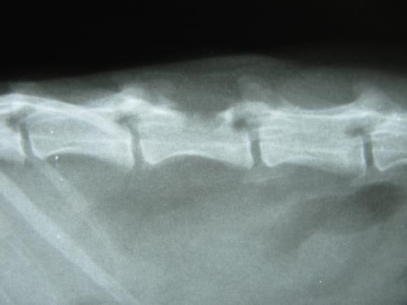 neoplasia de arco vertebral en un huron.