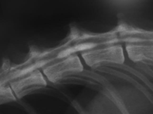 hidromielia sacular en un gato