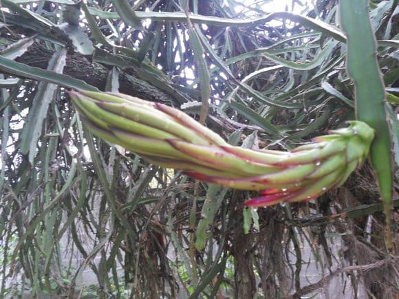 Hylocereus sp