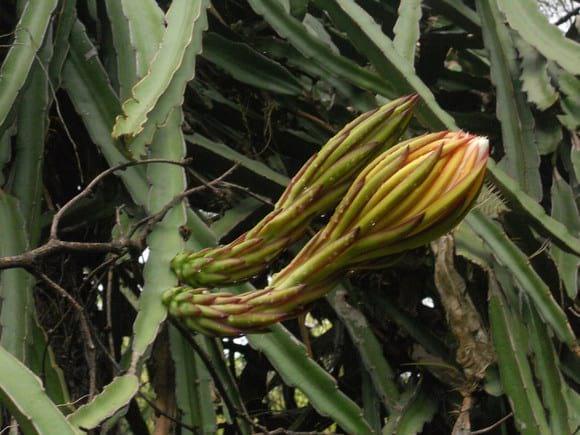 Hylocereus sp