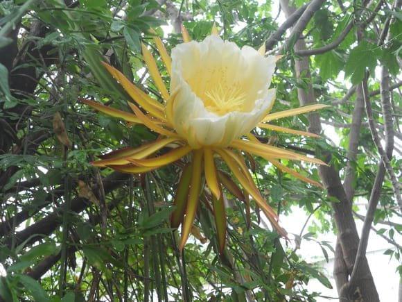 Hylocereus sp.