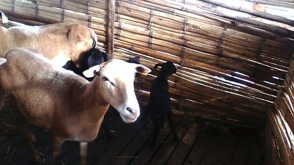 ovinas criollas cruce con santa ines