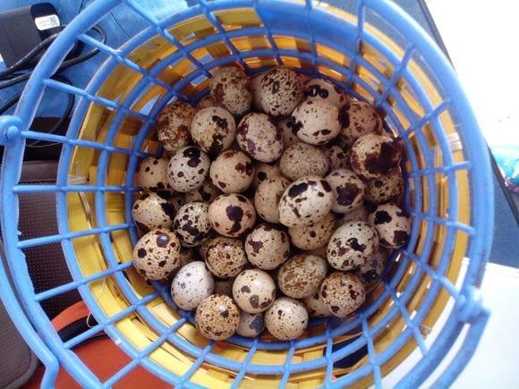 producción de codorniz