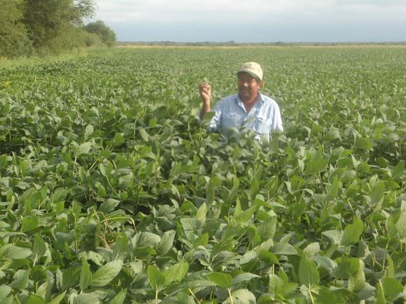 CULTIVO DE SOYA GMF EN CD. ANAHUAC N.L.