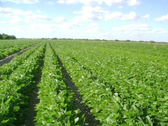 CULTIVO DE SOYA GMF, INOCULADO EN ANAHUAC N.L.