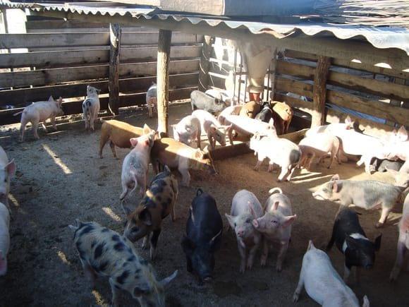 Compra de CERDOS Invernada y/o Faena Grupo Empresario CASTELLI Bs As y alrededores.