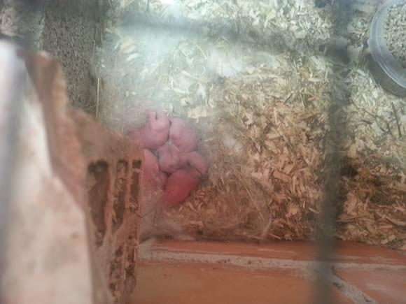 los gazapos de pepona