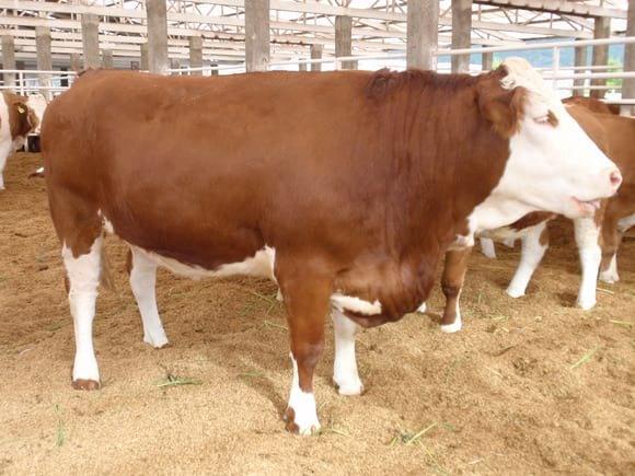 Donante Simmental