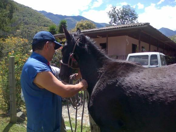 medicina equinos