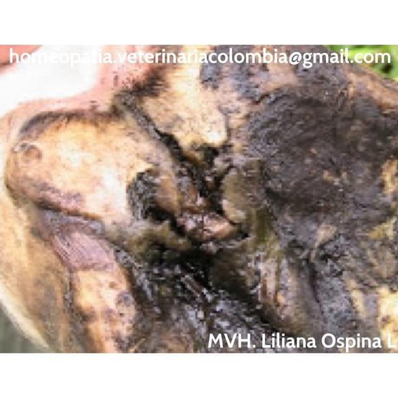 Laminitis crónica