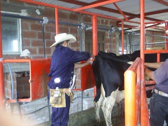 INSEMINACION