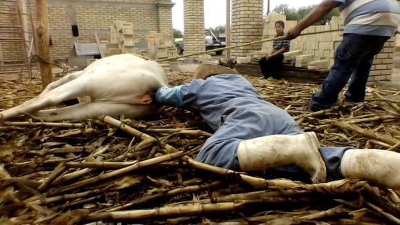 INSEMINACION 3