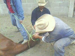 HABA EN CABALLO