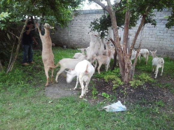 MIS NIÑOS