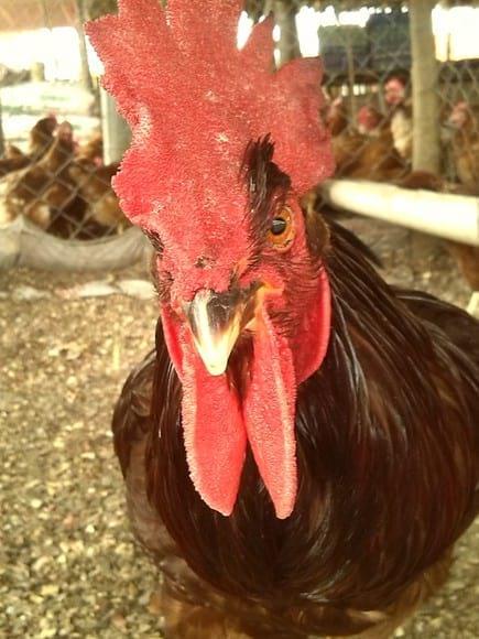 gallo rhode island