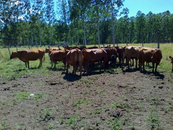 angus forestal