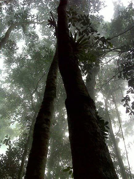bosque de niebla 2