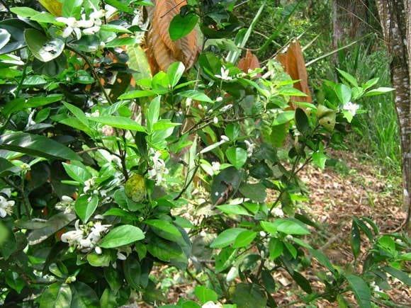 mariposa colibrí
