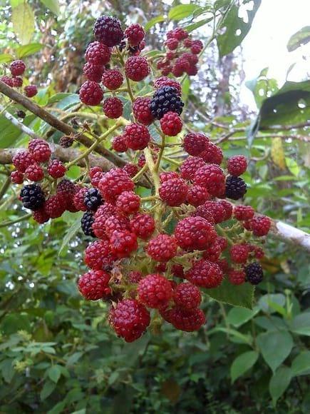 mora silvestre