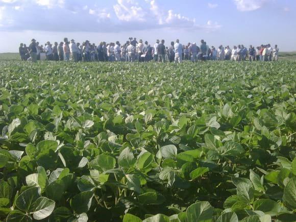Dia Campo Soja en rotaciones arroceras INIA TyT