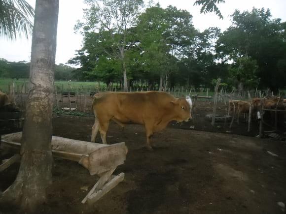 Toro El Ranchero.