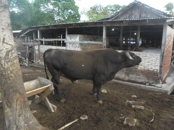 Toro E9 CONGO