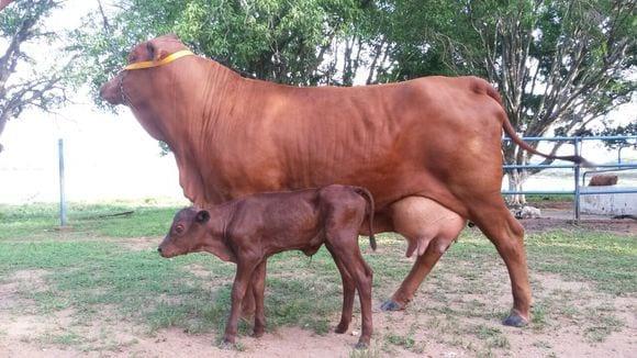 Hembra Senepol JC98811 Mis Estrella