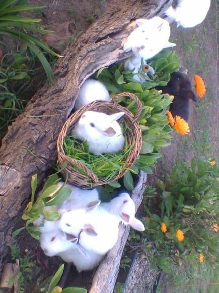 entre flores y gazapos