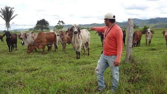 Vacas  raza Gyr - JUANJUI