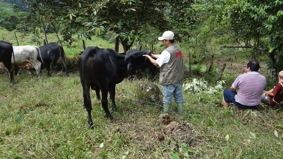 Ganado de engorde al estilo pastoril - Churuyacu -IMAZA