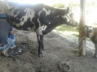 maripo
