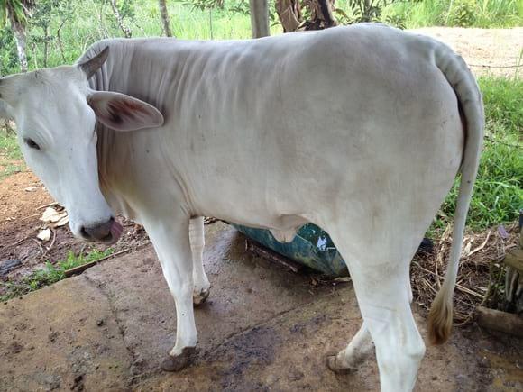 novilla - charolais con braman doble  proposito