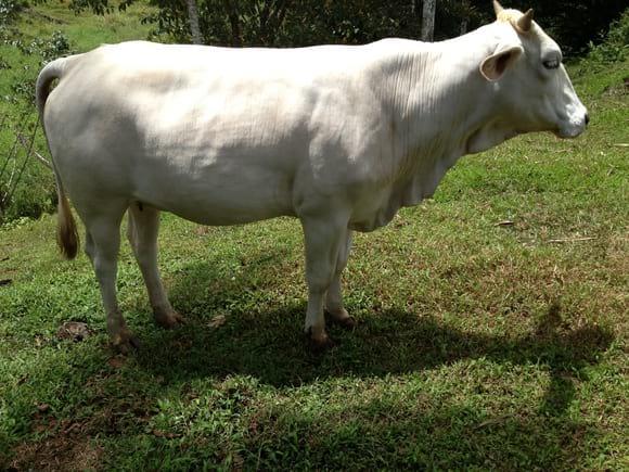 Ejemplar  de novilla  charolais  con braman doble propósito