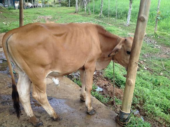 ternero o novillo de 7 meses criollo
