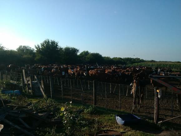 trabajo de manga en campo - Tucumán