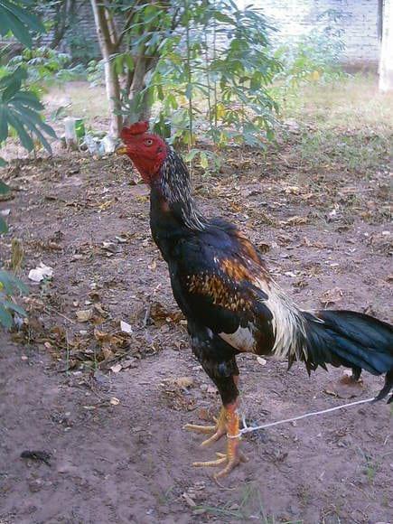 ESTANTERIA GALLERA JUSTINIANO