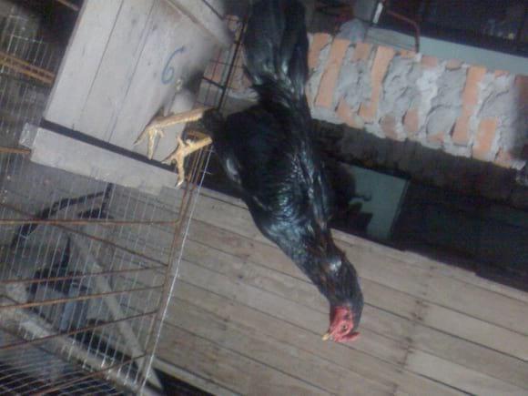 ESTANTERIA GALLERA JUSTINIANO