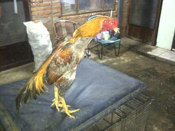ESTANTERIA GALLERA JUSTINIANO
