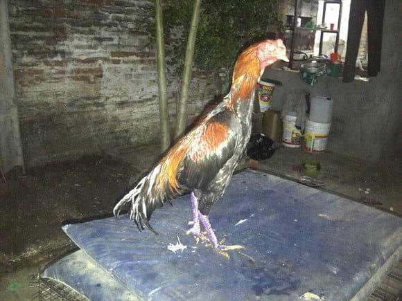 ESTANTERIA GALLERA JUSTINIANO