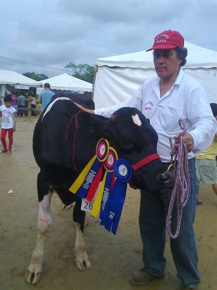 HOLSTEIN NEOZELANDES