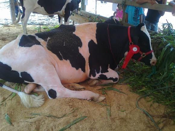 HOLSTEIN AMERICANO