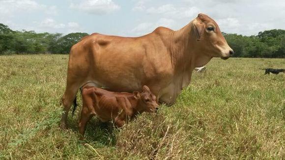 Becerra F1 (Senepol - Jersey) por FIV