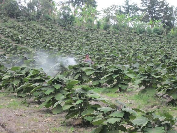 Fertilizacion foliar en Lulo
